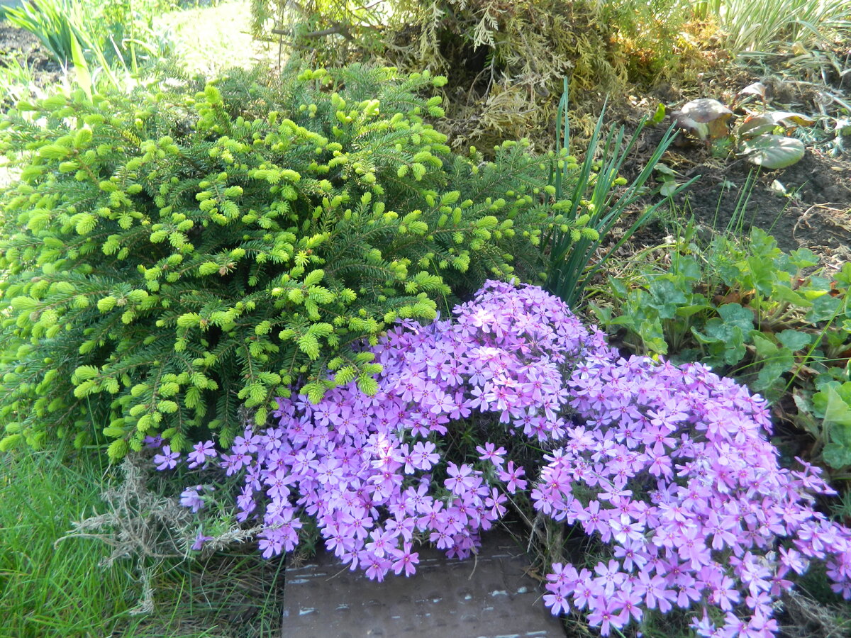 Розовый флокс шиловидный под маленькой елочкой