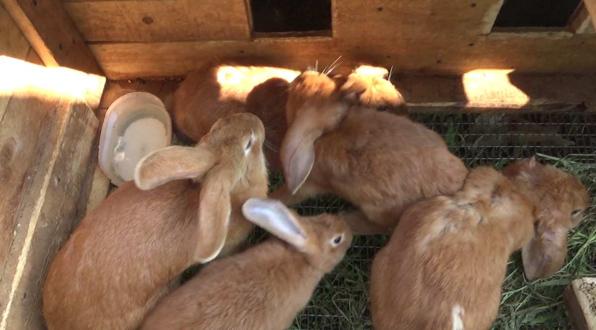 Мои кролики