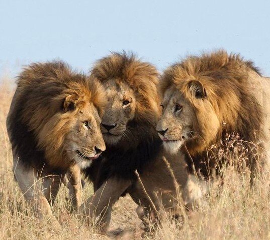 Иногда свирепые хищники бывают добрее человека