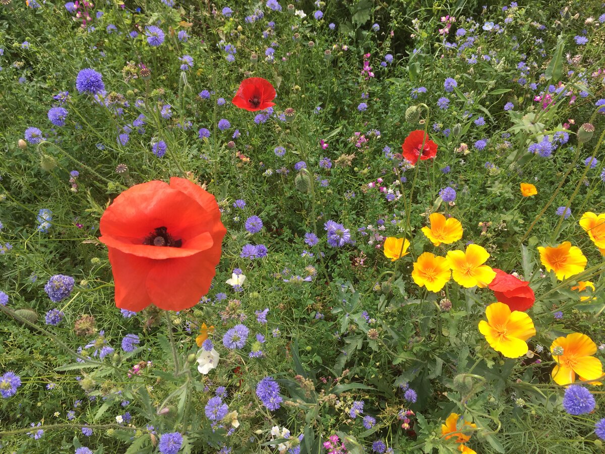 Мавританский газон немофила