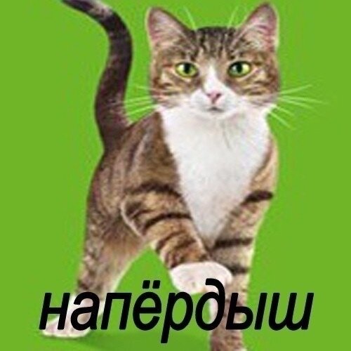 Напердыш