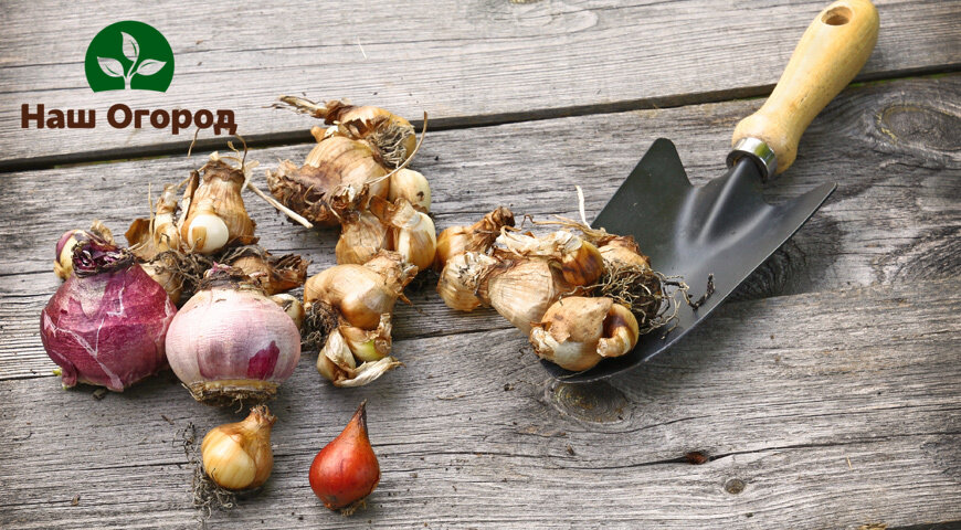 Луковички обязательно нужно обработать перед посадкой