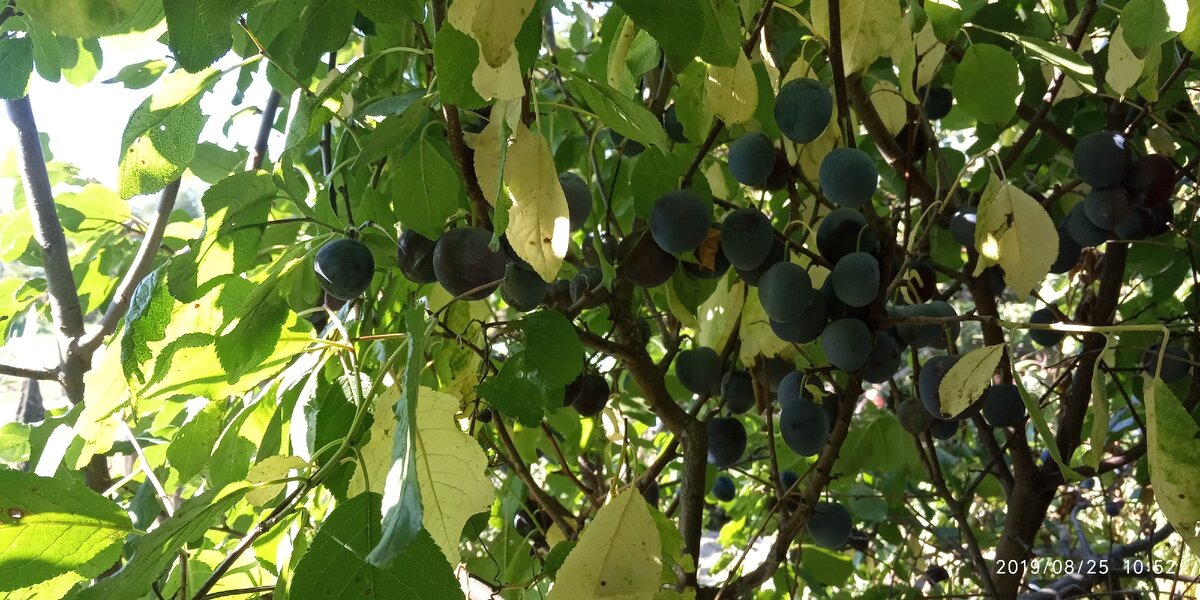 Современная поэзия.