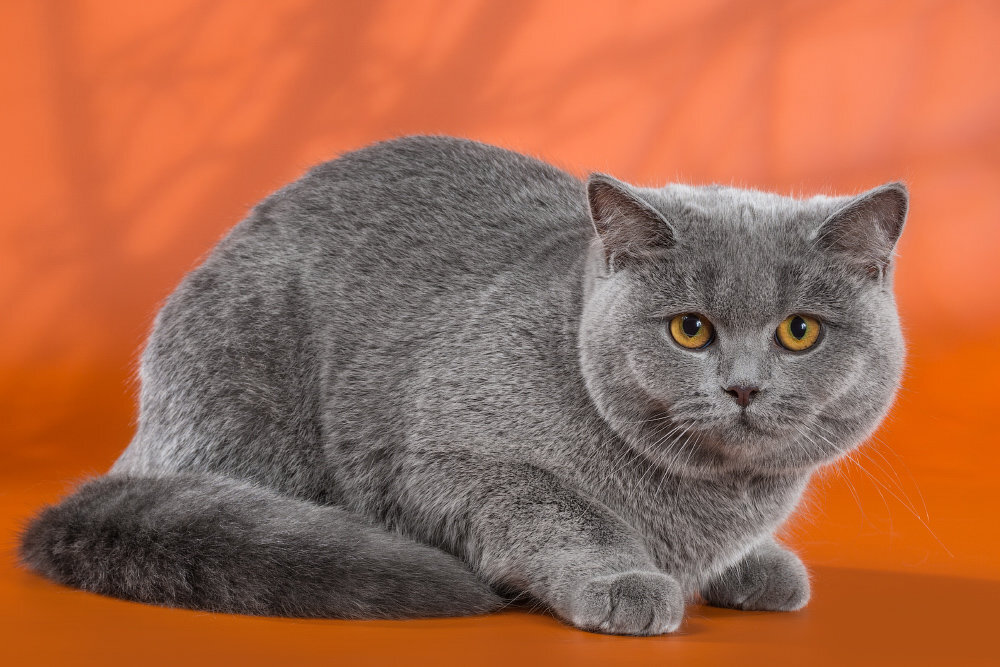 Британская короткошерстная