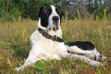 Фото: Pressfoto.ru