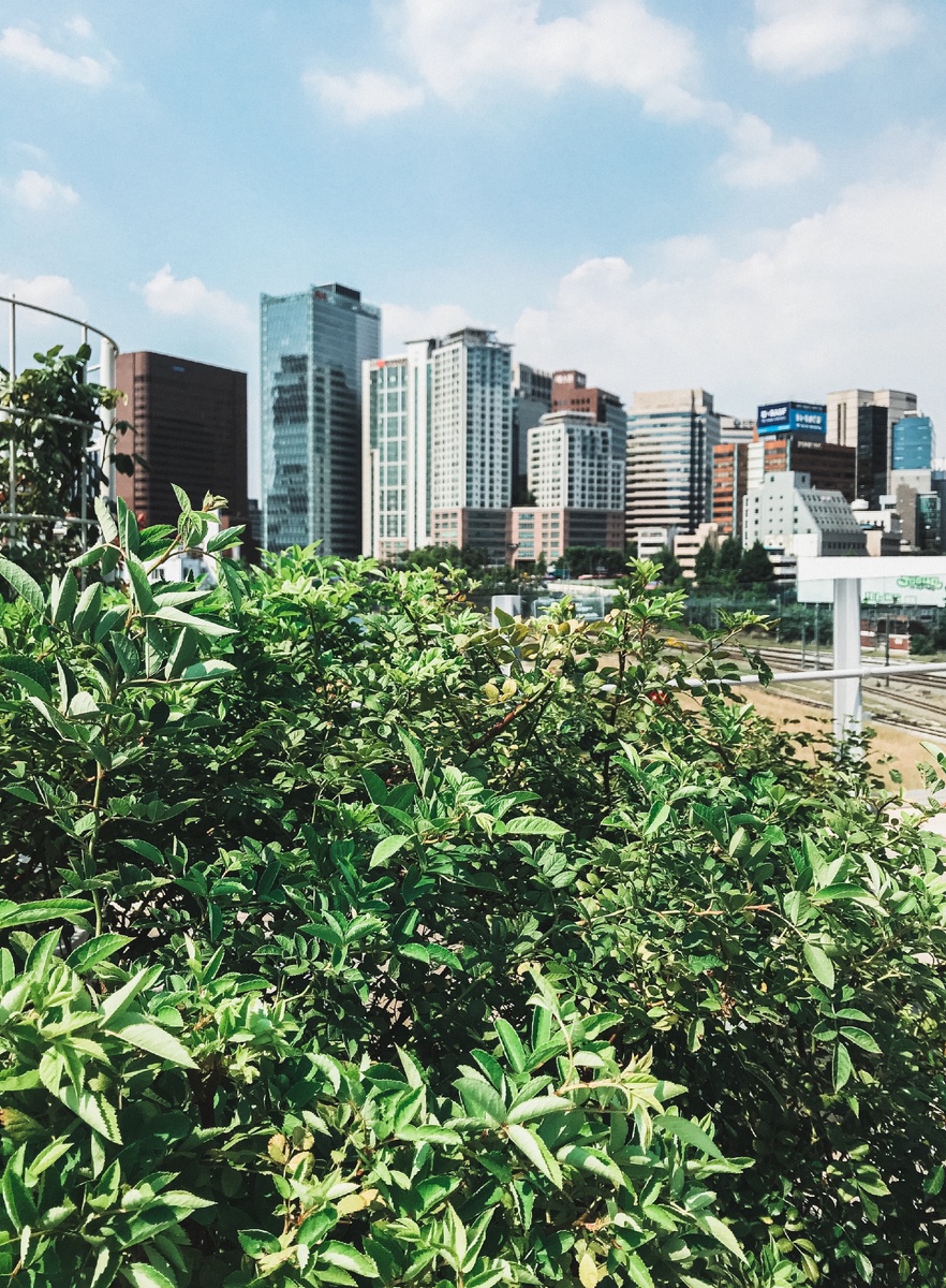 Та самая эстакада, ставшая прекрасной пешеходной зоной.