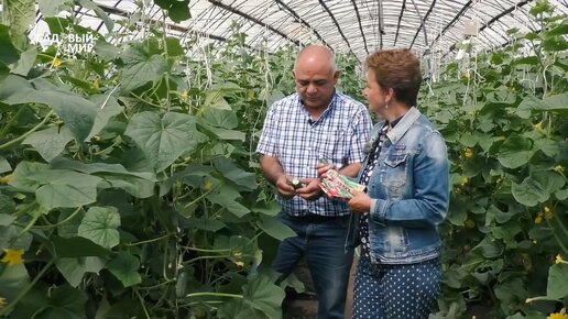 Огурец 🥒БАБУШКИН СЕКРЕТ🥒 - Агрофирма Аэлита и Садовый Мир