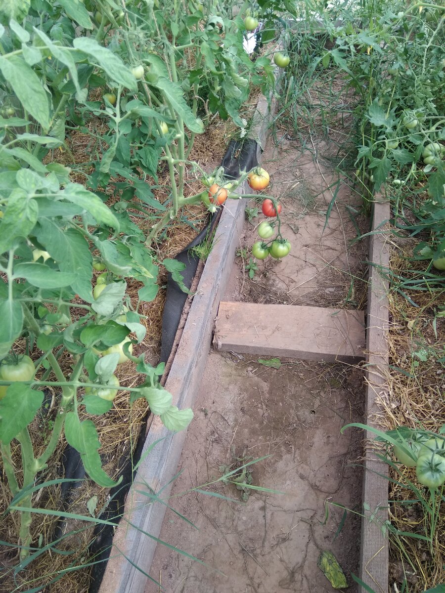 так выглядят томаты без полива