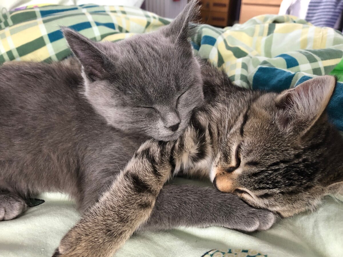 Спят малыши. Фото автора