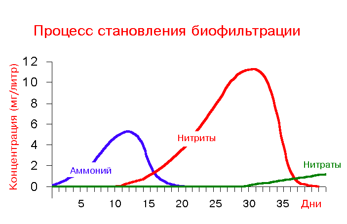 Источник фото: http://petushok-betta.ru/images/filt_start.gif