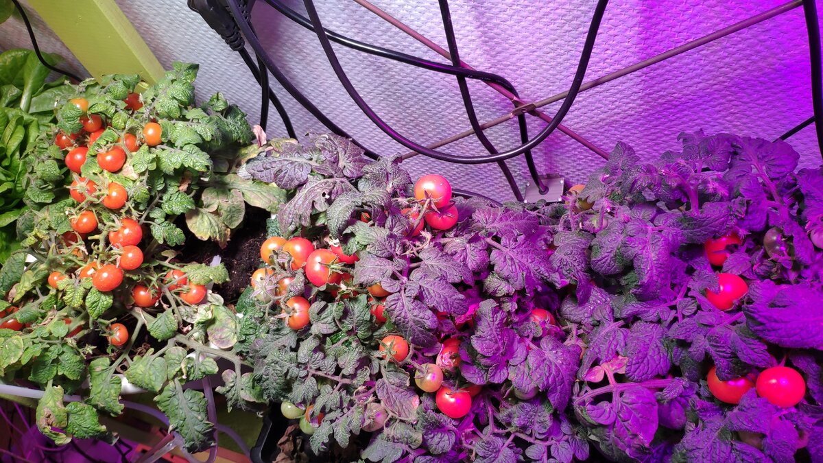 Вот так можно выращивать томаты черри в офисе под фитолампами! Это реально!