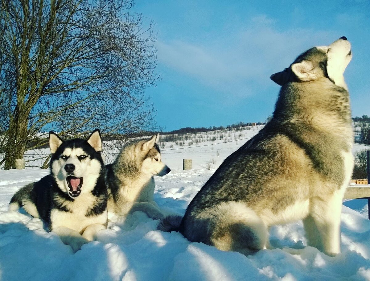 Жизнь с хаски