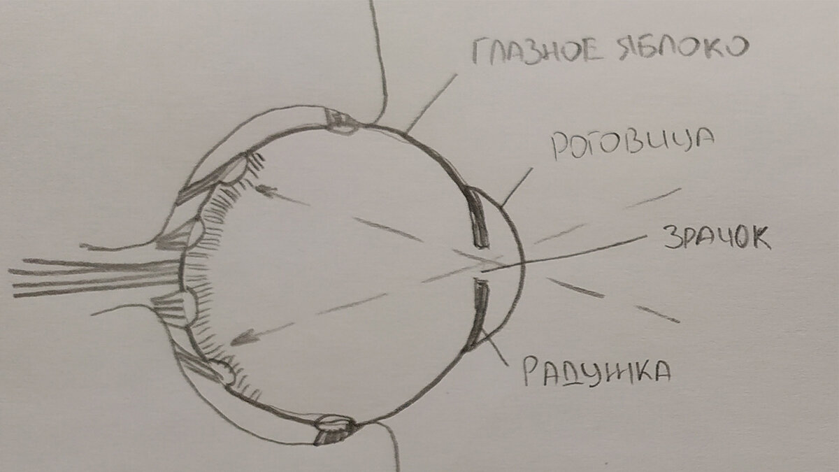 Рисунок глаза с подписями