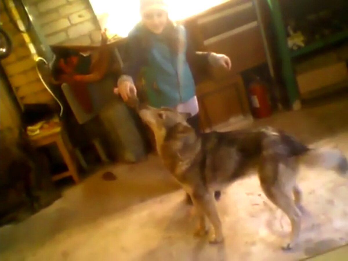 Собака очень похожая на волка. Я сомневаюсь, что это собака!