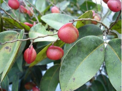 Copaifera langsdorffii