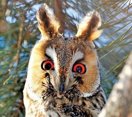 Сова ушастая (Asio otus)