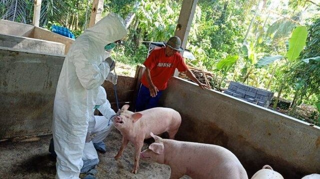 От неизвестной болезни на острове Бали погибли 888 свиней!