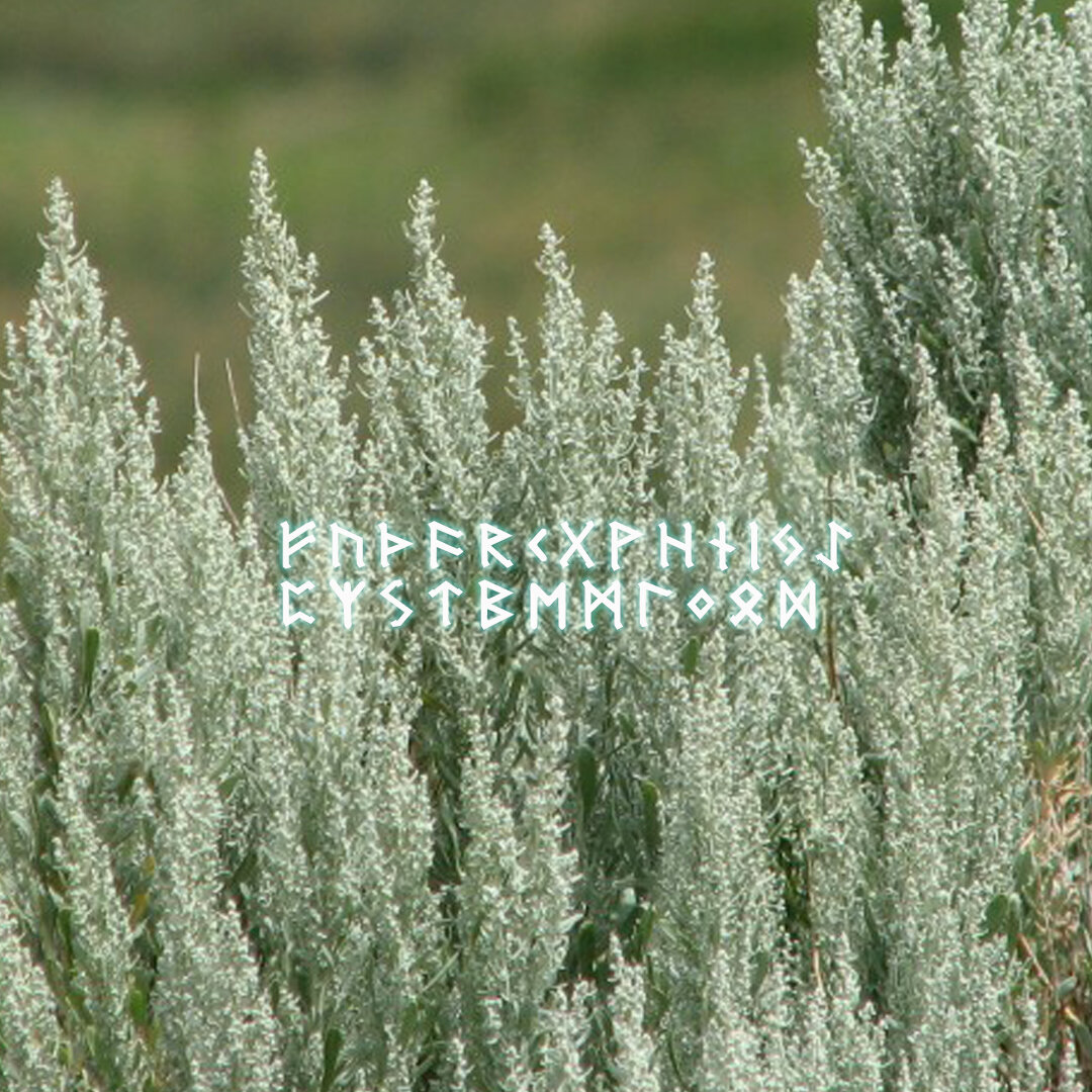 Полынь обыкновенная. Полынь 2022. Полынь обыкновенная. Полынь кипарисовидная,. Полынь горькая (artemísia absínthium).