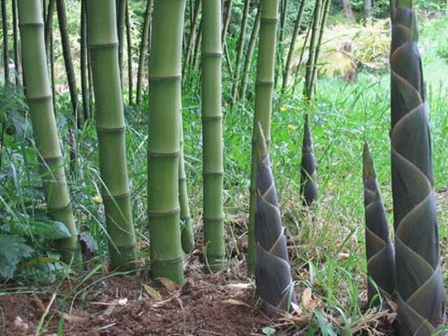 бамбук маринованный рецепт приготовления в домашних условиях | Дзен