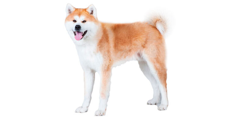 Порода Акита-ину 