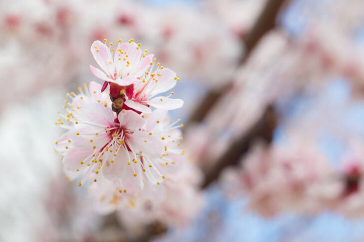 Apricot Blossom