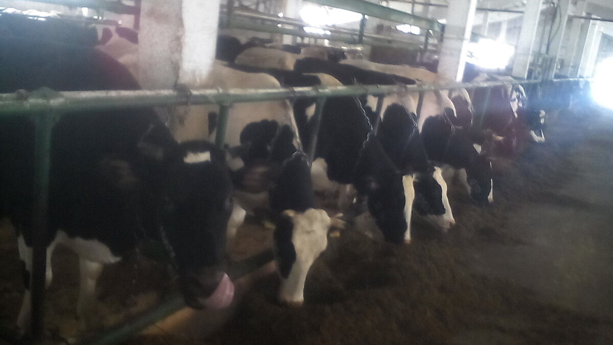 Выбирали здесь