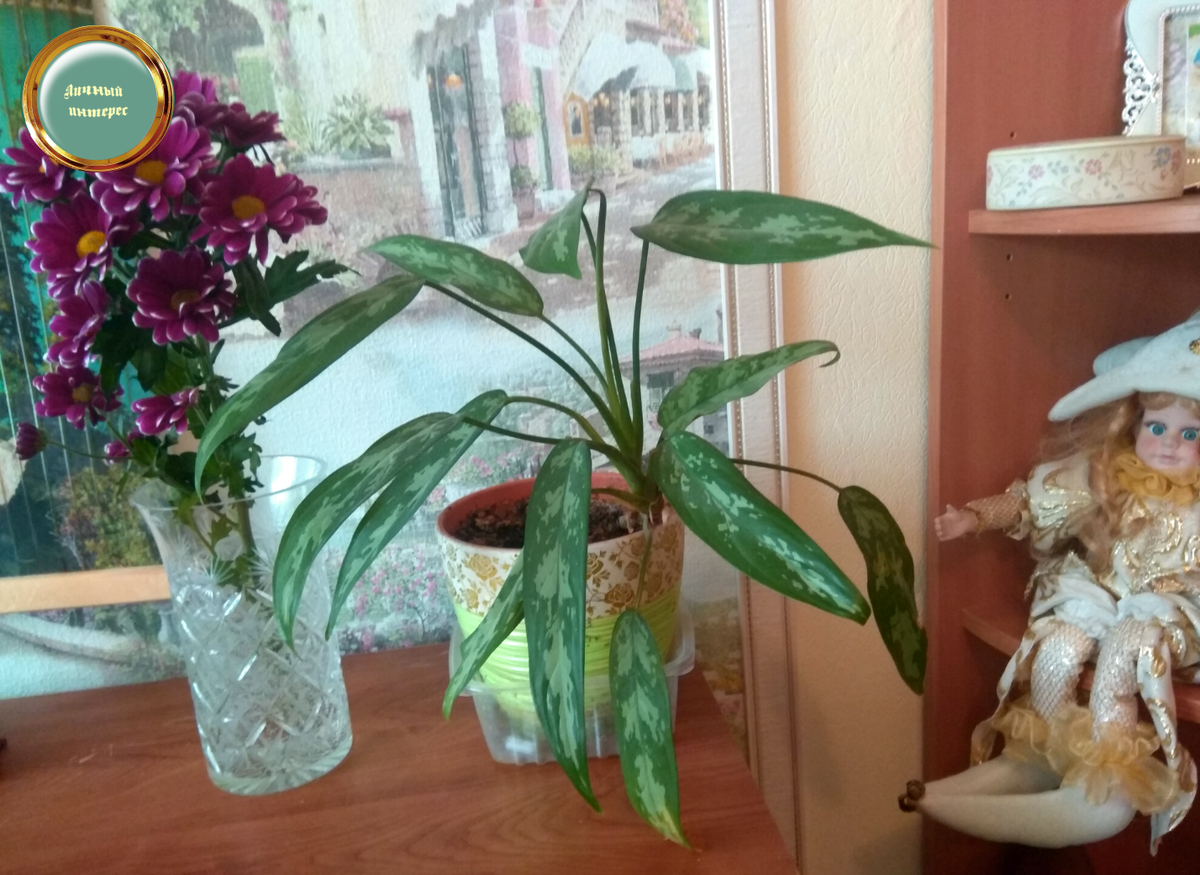 Композиция. В качестве обработки добавлены "контраст" и "баланс насыщенности"