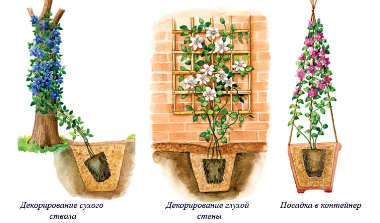 Клематис выбор почвы для посадки кислотность и состав грунта