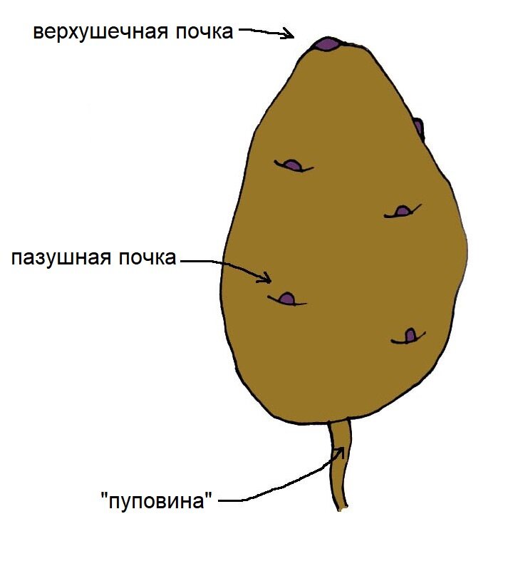 Резать клубни для посадки можно только вдоль — от верхушечной почки к "пуповине"
