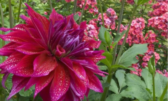 Георгина Бэбилон пурпур 