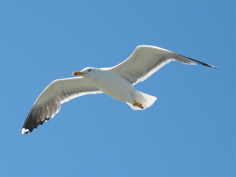 Олицетворение свободы