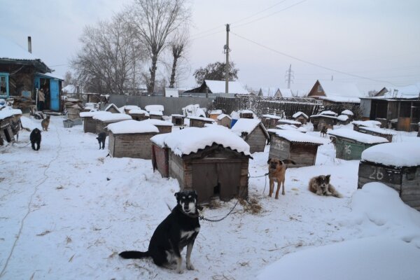 Приют "Надежда" весной 2016 года. На заднем плане слева дом где располагается персонал и живут кошки.
