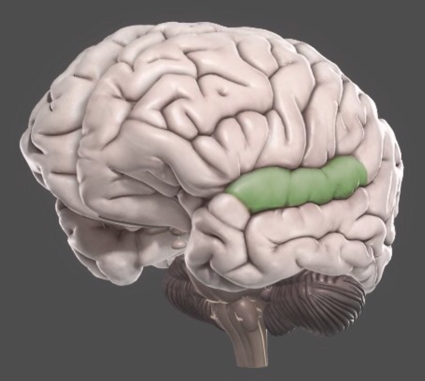 Височная доля мозга