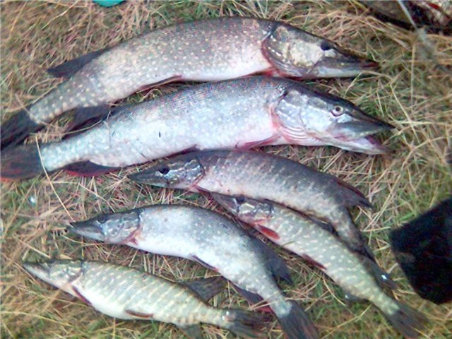 Позавчерашний улов) 