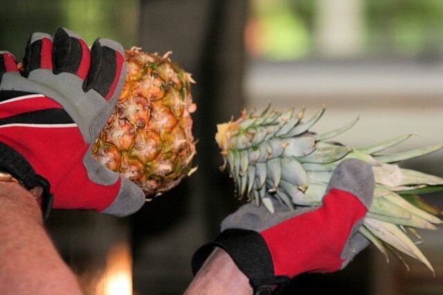 Обрезка ананаса для выращивания дома. © Anne K. Moore