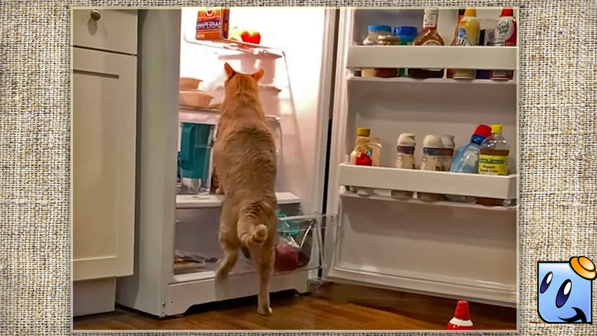 Ищем запрещёнку! Источник YouTube.