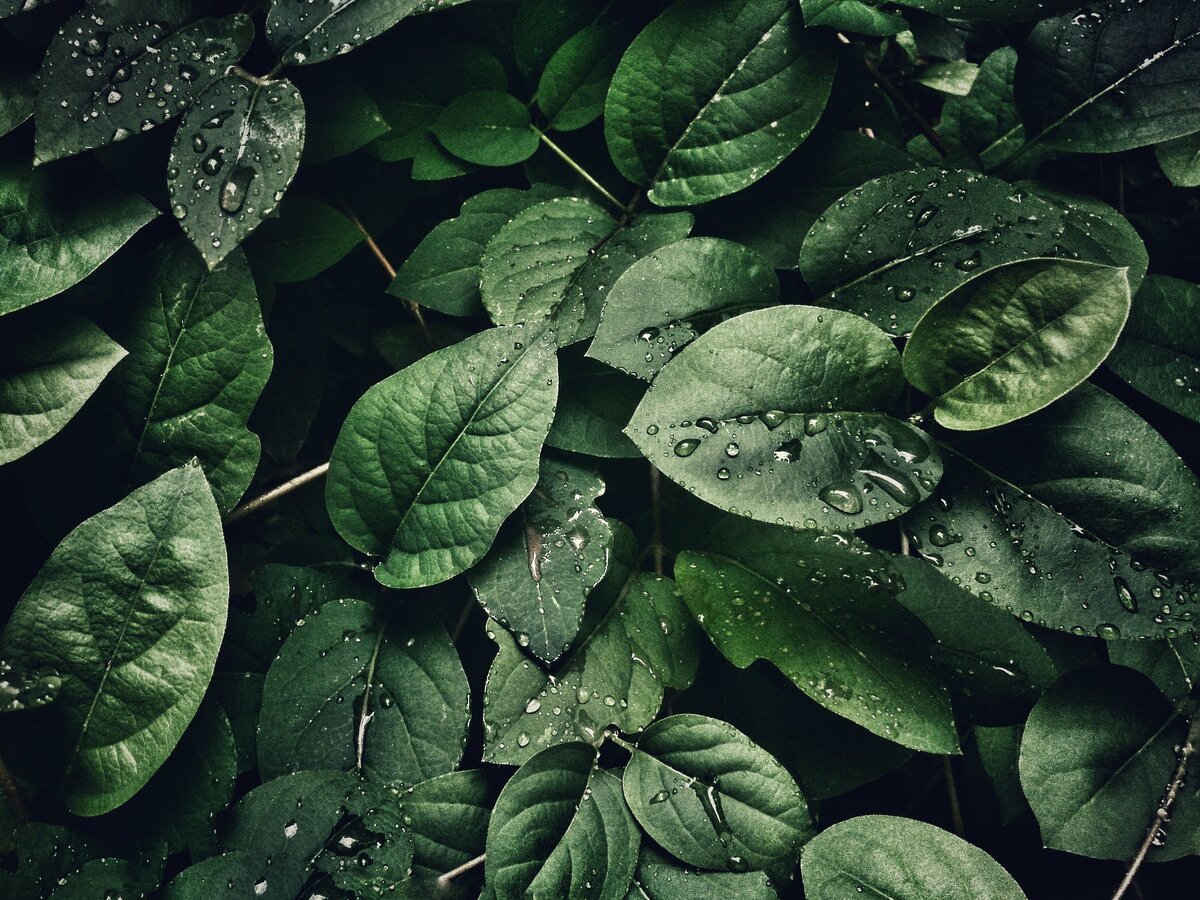 https://www.pexels.com/photo/close-up-photography-of-leaves-with-droplets-807598/