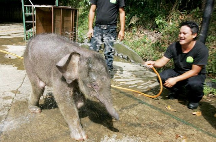 источник http://goodnewsanimal.ru/_nw/27/65842473.jpg