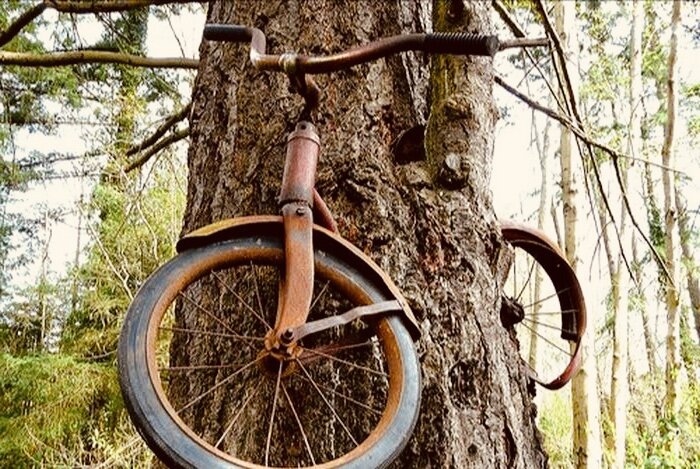 Брошенный велосипед не смог стать преградой для роста дерева.