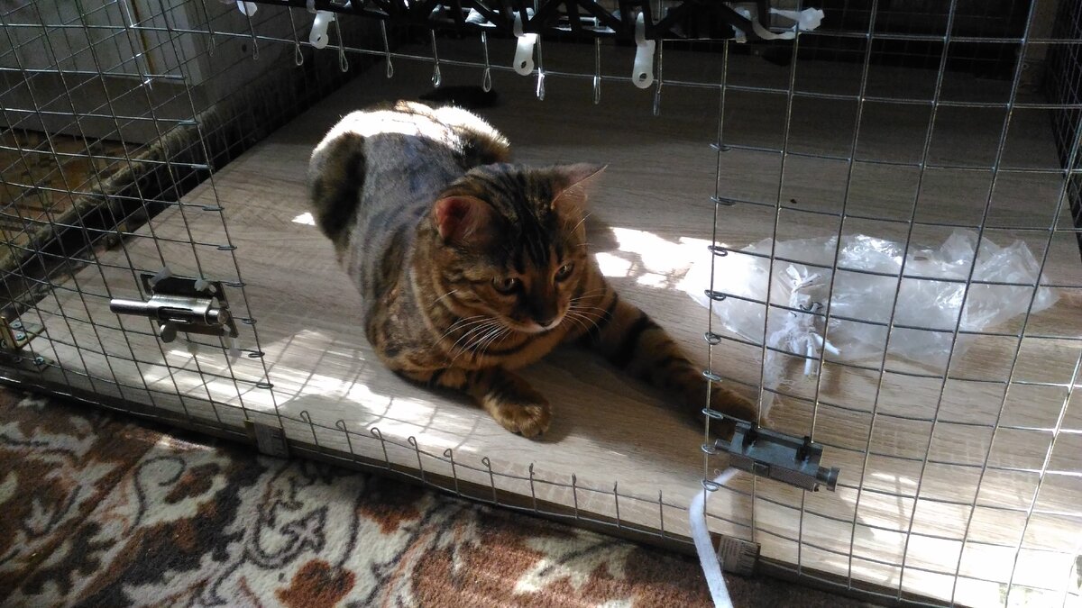 Моя девочка)