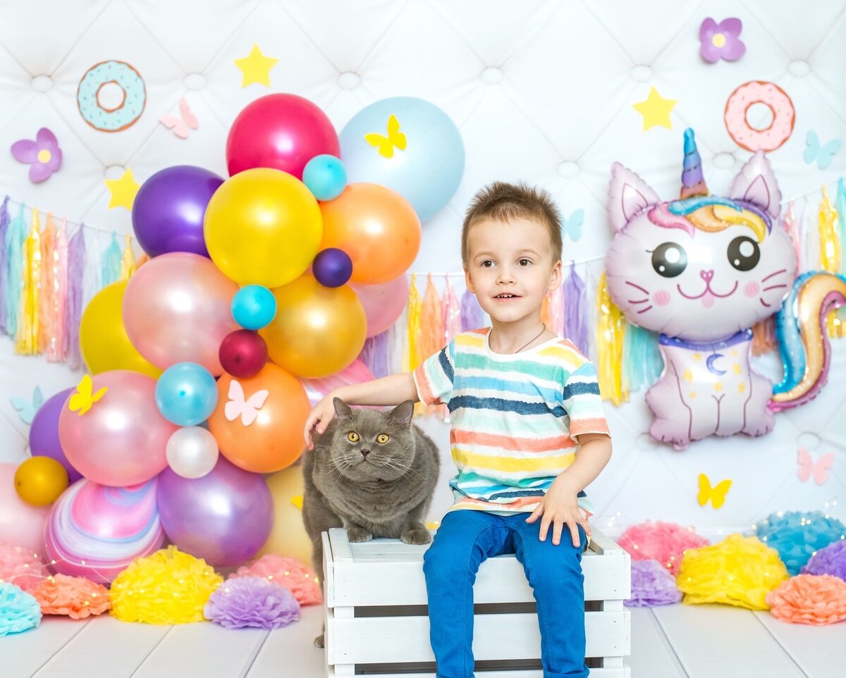 британский кот из питомника House Arletta British