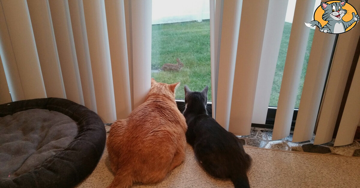 Коты смотрят в окно. Фото из открытых источников