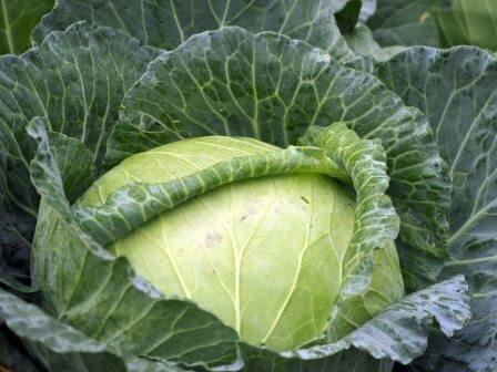 Green cabbage Photo by Isara Somboon on Unsplash