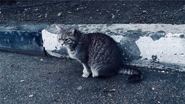 Котофей из Гурзуфа. Фотокарточка из личного архива.