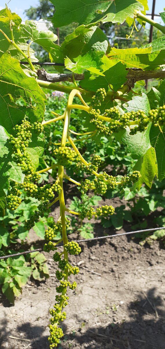 Летние операции с зелеными частями куста винограда.