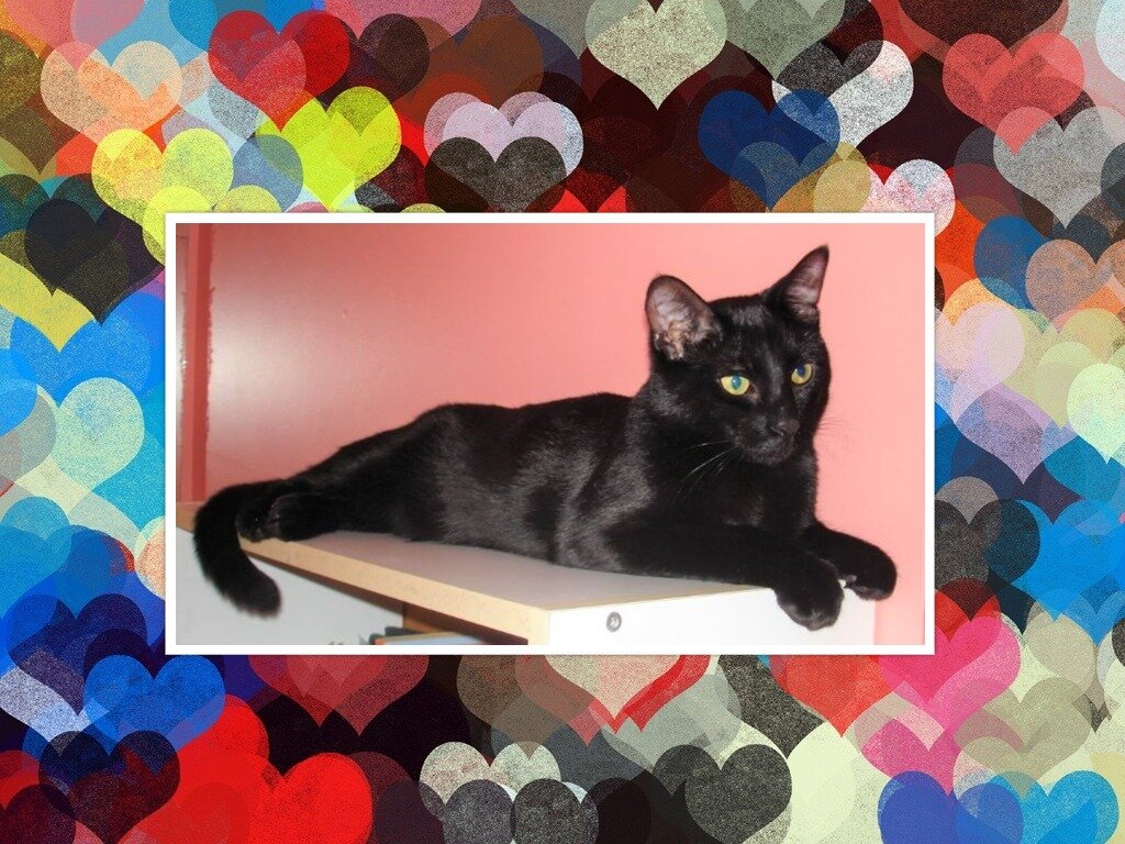 Котик Соник  Фото и коллаж личные   