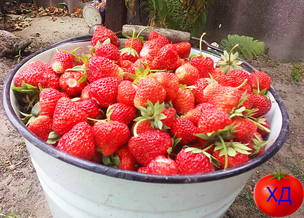 Часть урожая