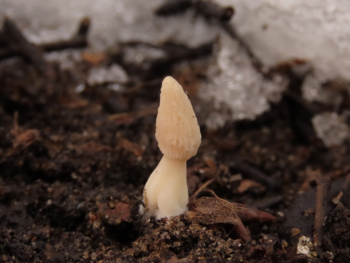 Сморчок конический \\ 18 февраля 2020, Москва.