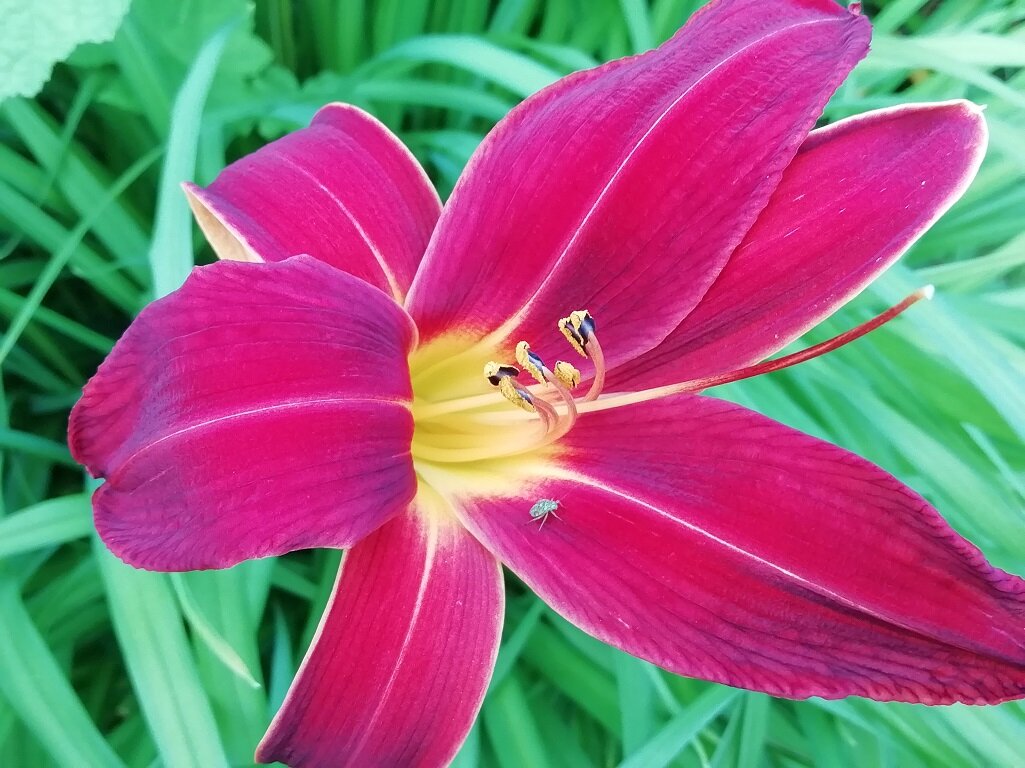 Р›РёР»РµР№РЅРёРє Double Red