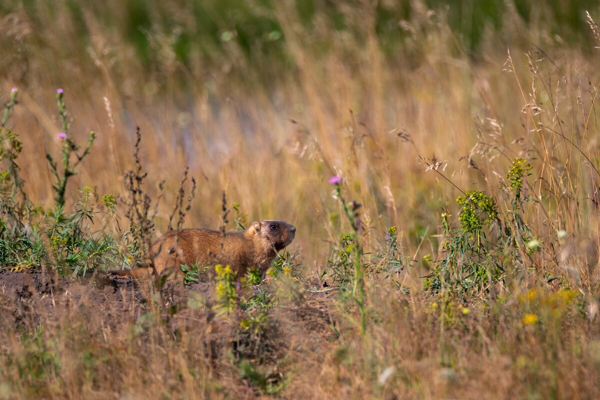 Canon 7D Mark 2 + Tamron 70-200mm f/2.8